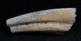 Partial Ornithomimus Hand Claw - Montana #13718-1